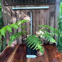 Cyathea New Caledonia Red (orange giant)